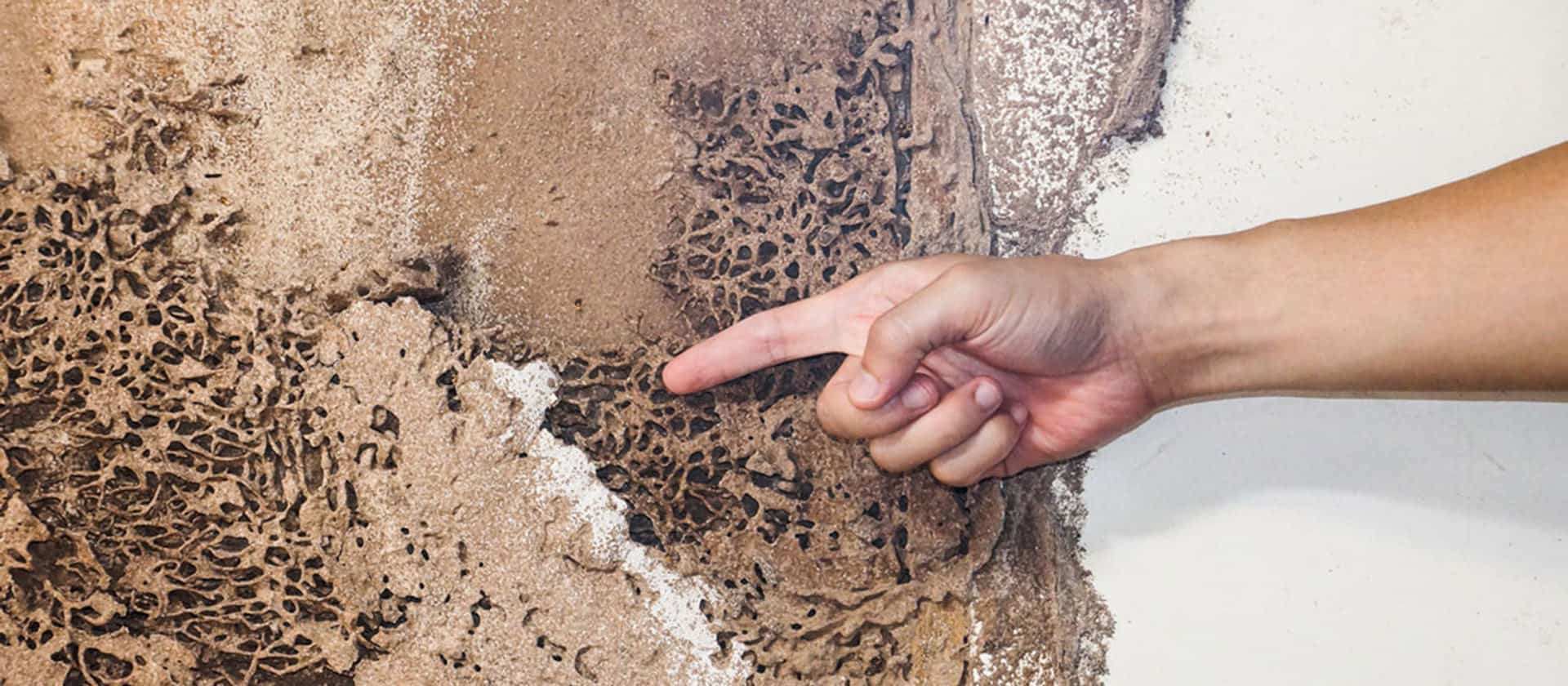 Termite & Pest Inspections